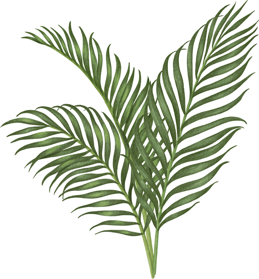 Palm illustration